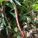 Image of Pitcairnia arcuata (André) André