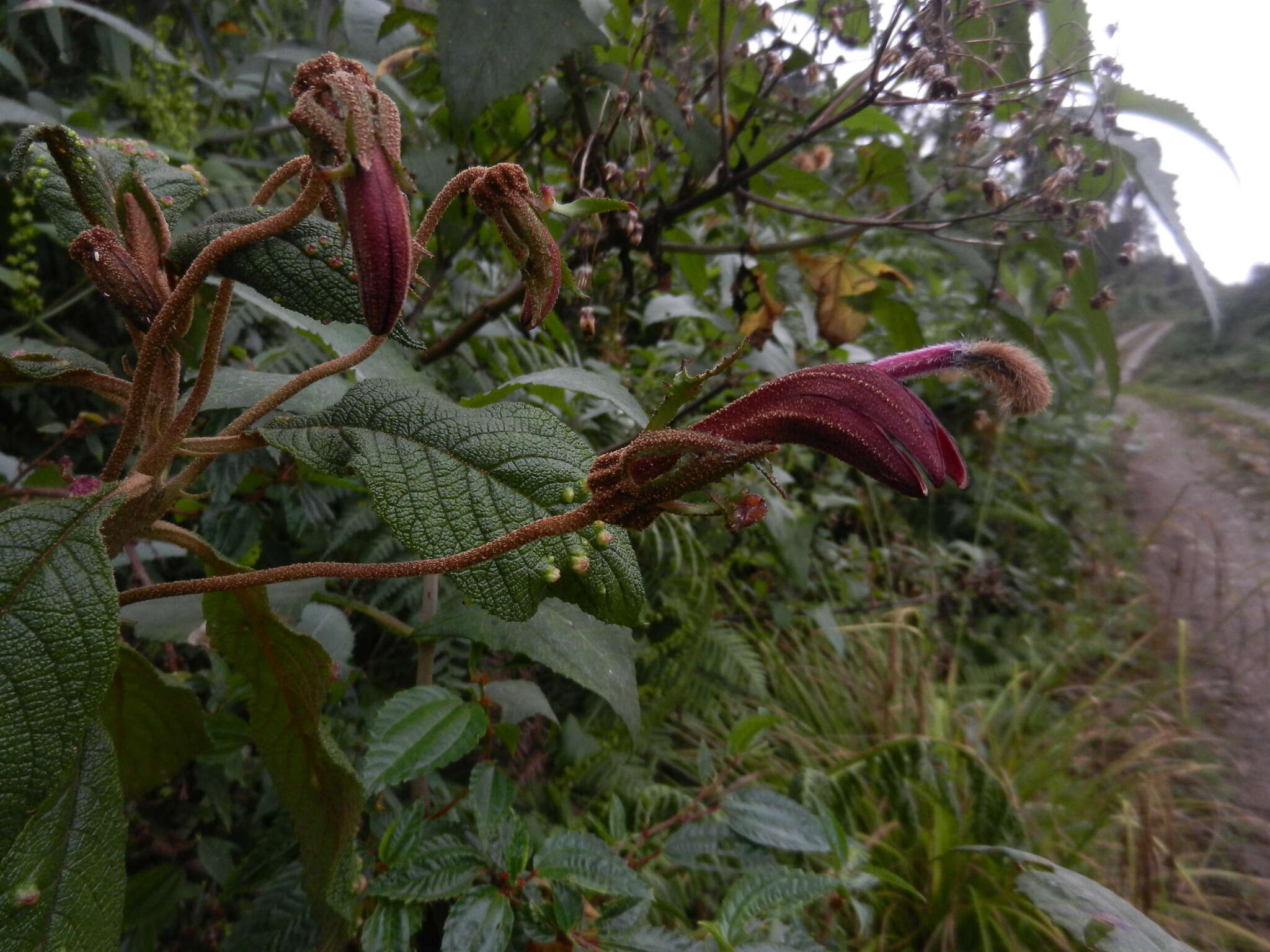 Image of Centropogon mandonis Zahlbr.