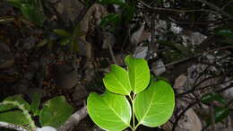 Image of Gnetum edule (Willd.) Blume