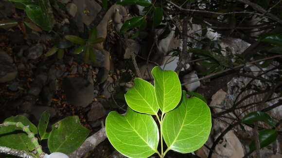 Gnetum edule (Willd.) Blume resmi