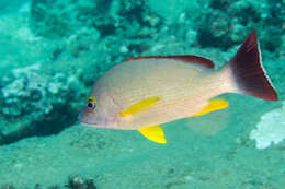 Image of Blacktail snapper