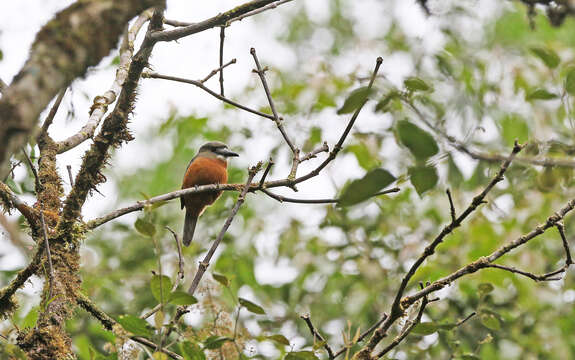 Image of Hapaloptila Sclater & PL 1881