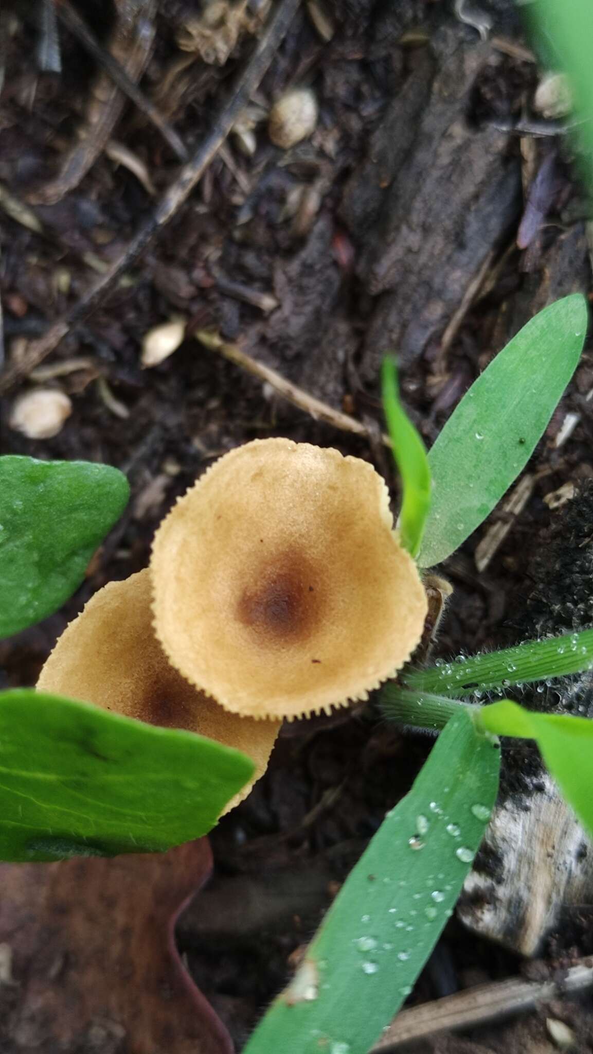 Image of Crepidotus subfulviceps (Murrill) Aime, Vila & P.-A. Moreau 2009