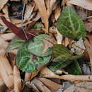 Image of American wintergreen