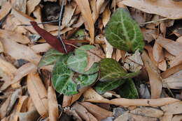 Image of American wintergreen