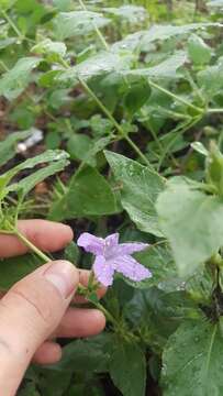 Image of Drummond's wild petunia