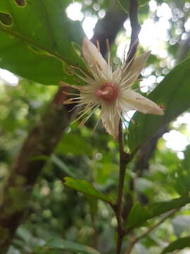 Image of Ryania speciosa M. Vahl