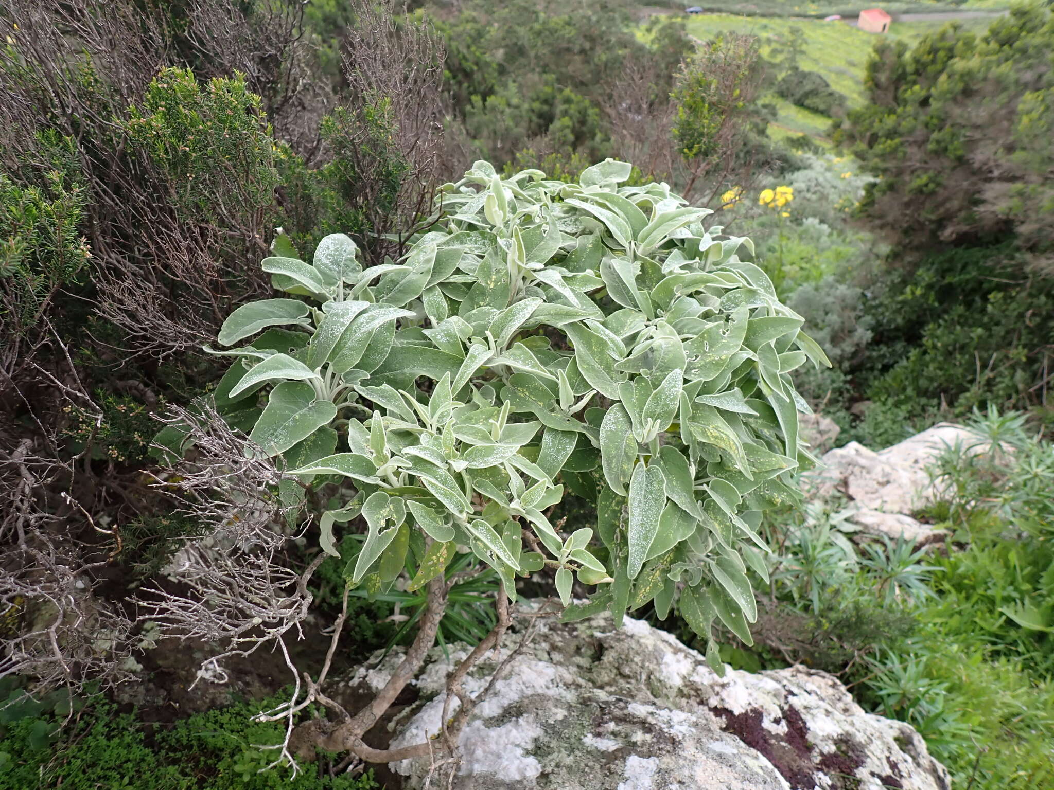 Image of Sideritis dendrochahorra Bolle