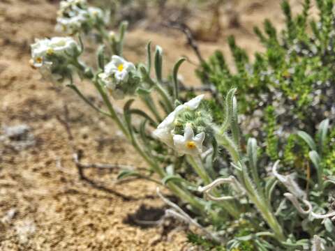 Image of Snake River cryptantha