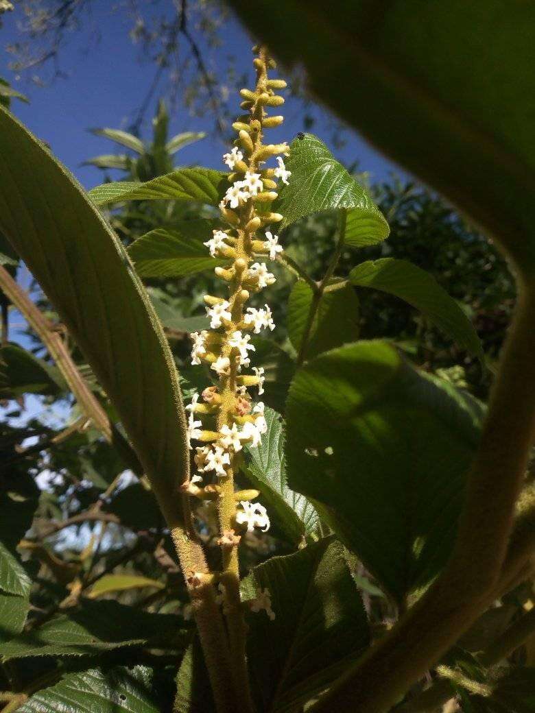 Plancia ëd Citharexylum subflavescens S. F. Blake