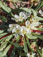 Eremothera nevadensis (Kellogg) W. L. Wagner & Hoch resmi