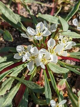 Imagem de Eremothera nevadensis (Kellogg) W. L. Wagner & Hoch