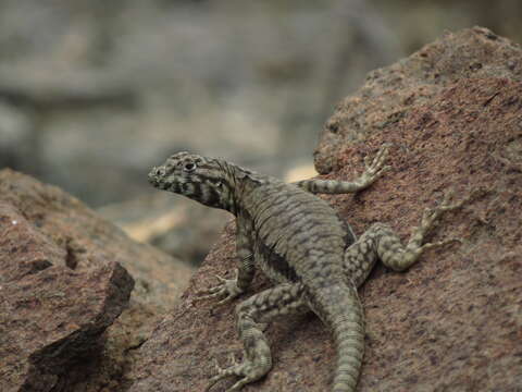 Image of Atacamen Pacific Iguana