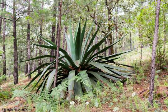 Image of Agave inaequidens subsp. barrancensis Gentry