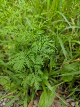 Imagem de Artemisia annua L.