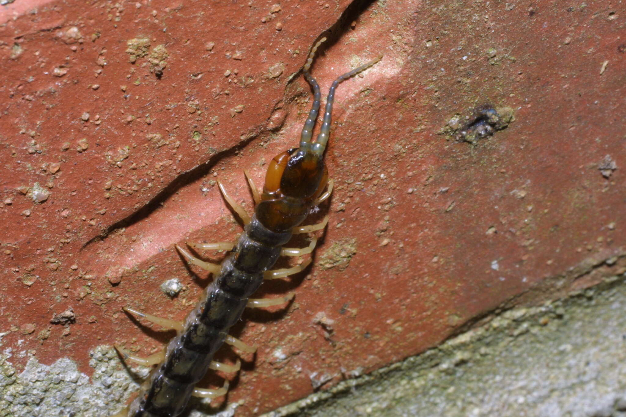 Imagem de Hemiscolopendra marginata (Say 1821)