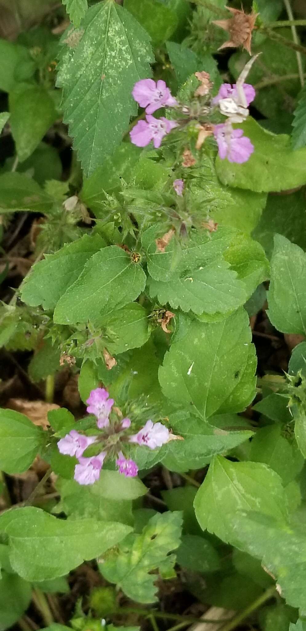 Image of PInk Mint