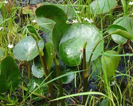 Image of Ornduffia reniformis (R. Br.) Tippery & Les