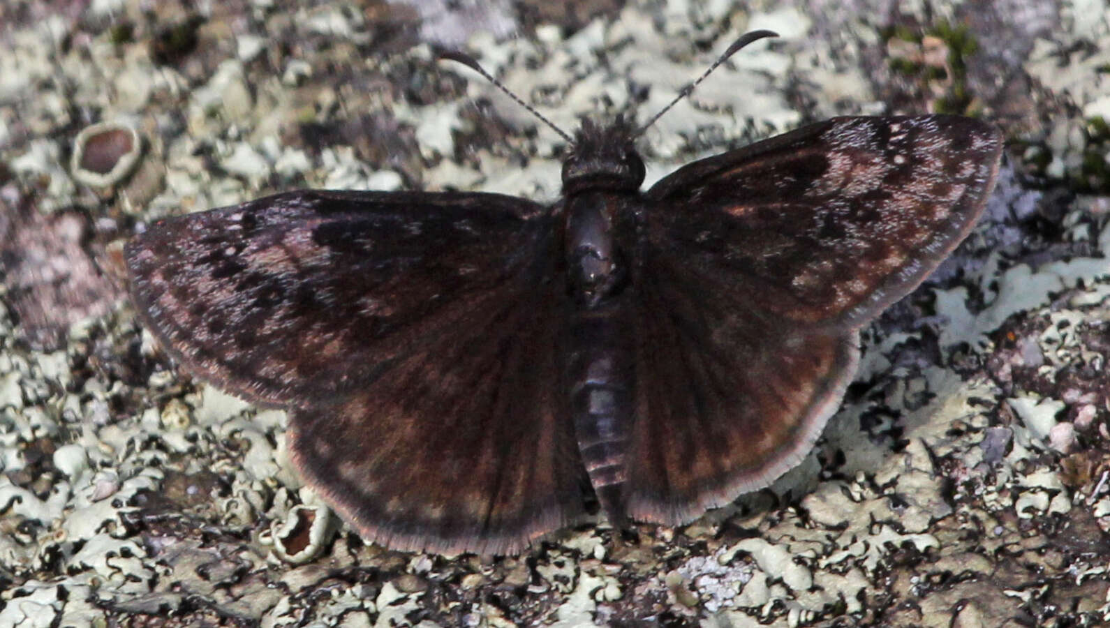 Image of Columbine Duskywing