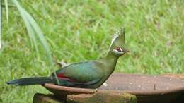 Image of Livingstone's Turaco