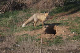 Image of Turkmenian fox