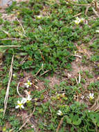 Image of fourstamen chickweed