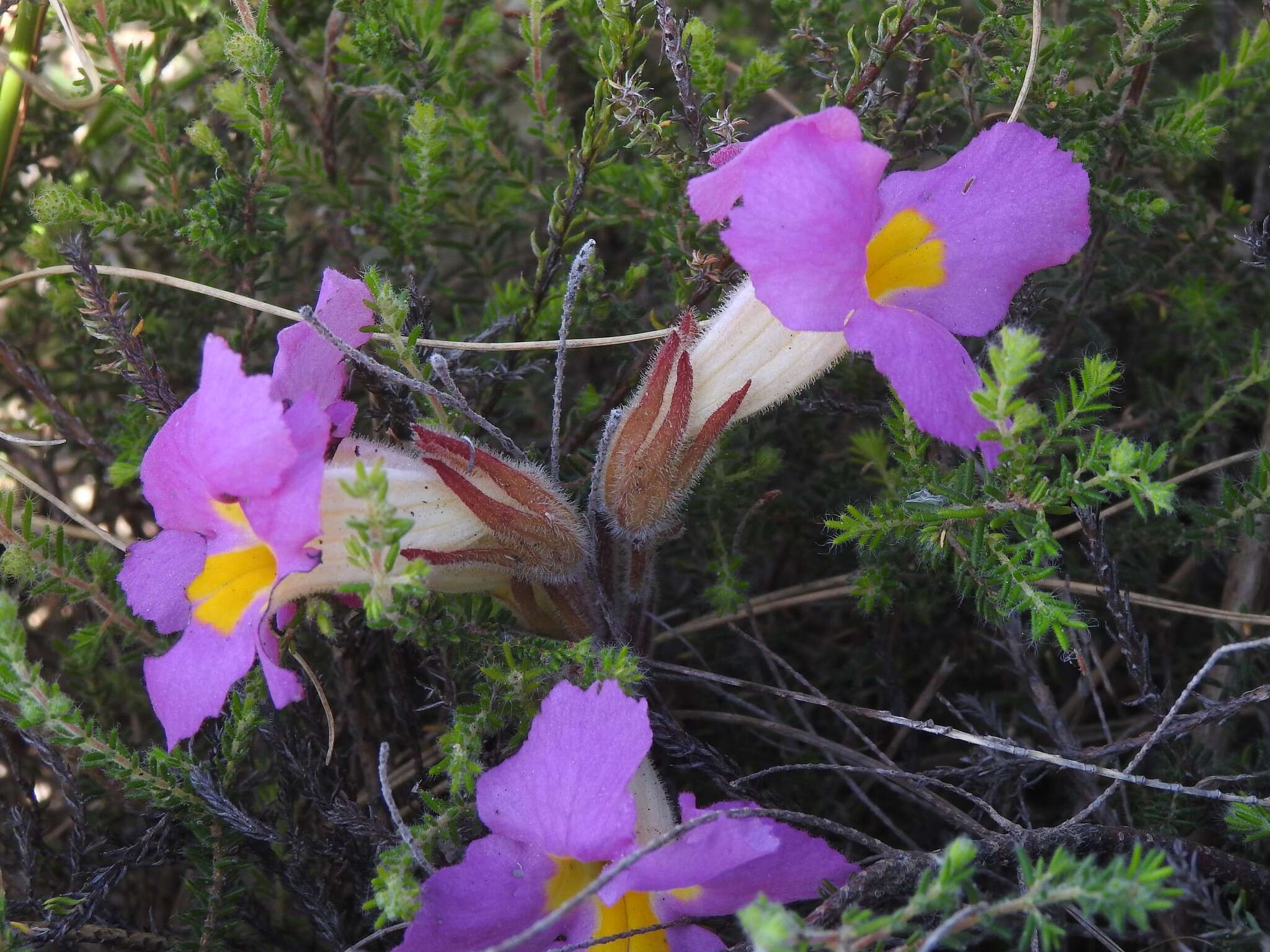 Слика од Harveya purpurea (L. fil.) Harv. ex Hook.