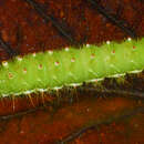 Image of Saturnia sinanna Naumann & Nässig 2010