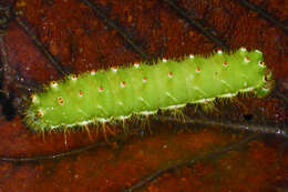 Image of Saturnia sinanna Naumann & Nässig 2010