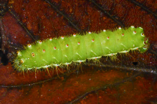 Image of Saturnia sinanna Naumann & Nässig 2010