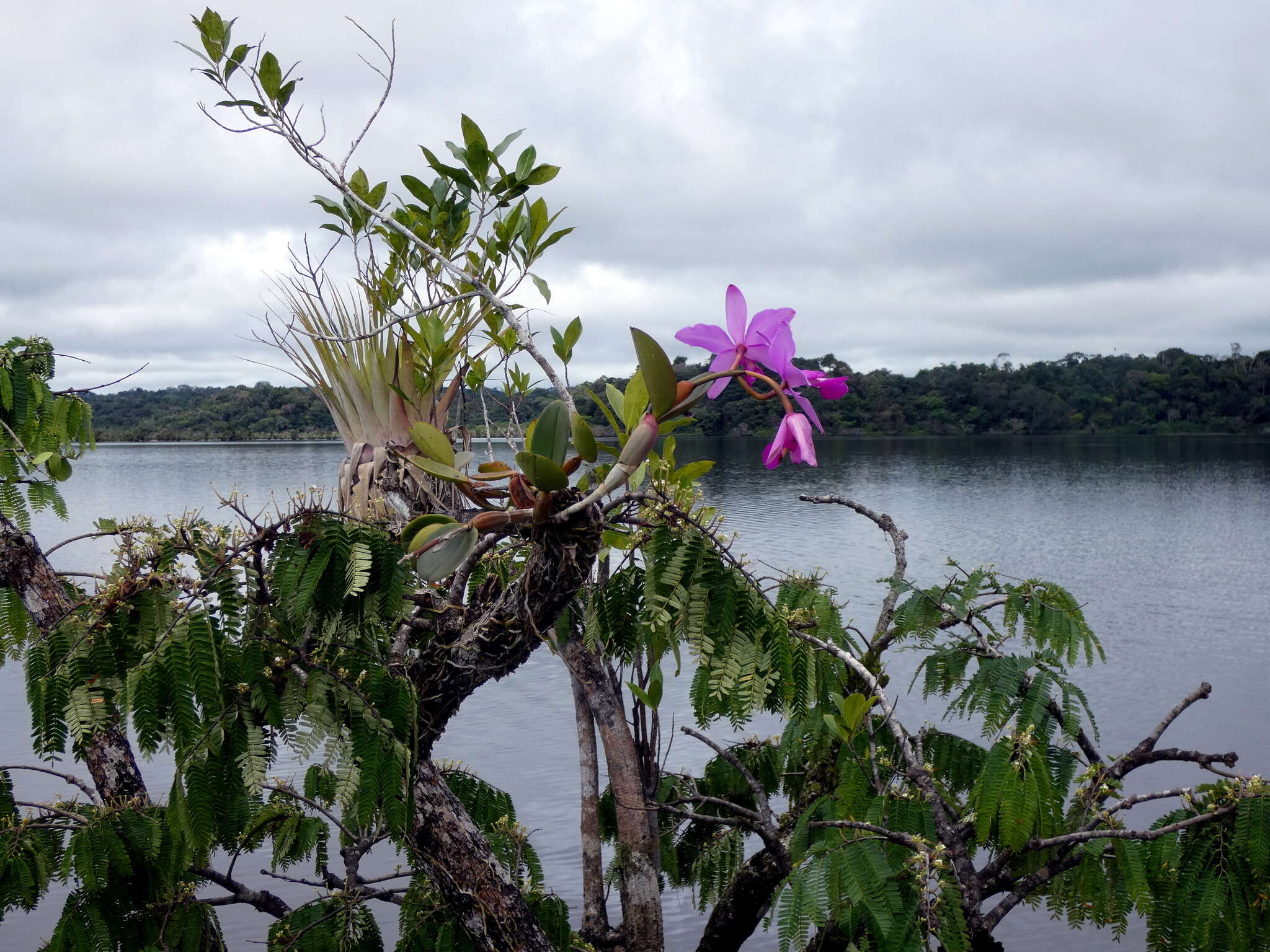 Image of Violet Cattleya