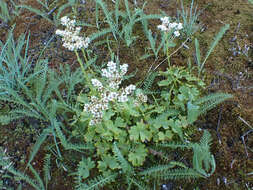 Image of buttercup suksdorfia