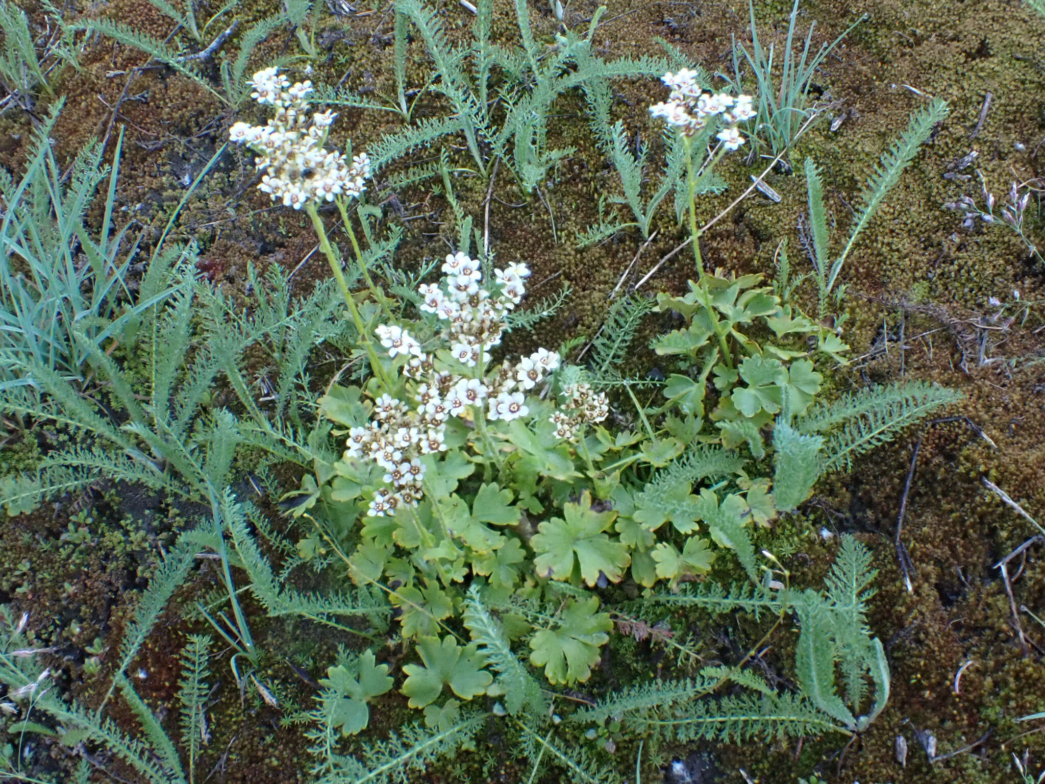 Imagem de Suksdorfia ranunculifolia (Hook.) Engl.