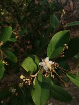 Image of Quadrella odoratissima (Jacq.) Hutchinson