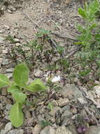 Image of Cleome chilensis DC.