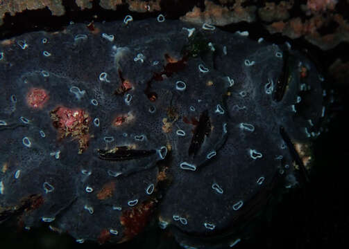 Image of Encrusting turret sponge