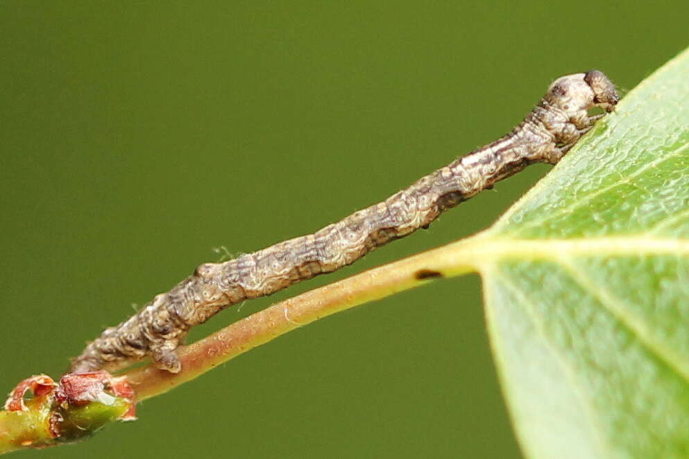 Слика од Plagodis pulveraria Linnaeus 1758