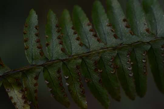 Image of Streamside Sword Fern