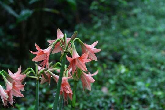 Слика од Hippeastrum stylosum Herb.