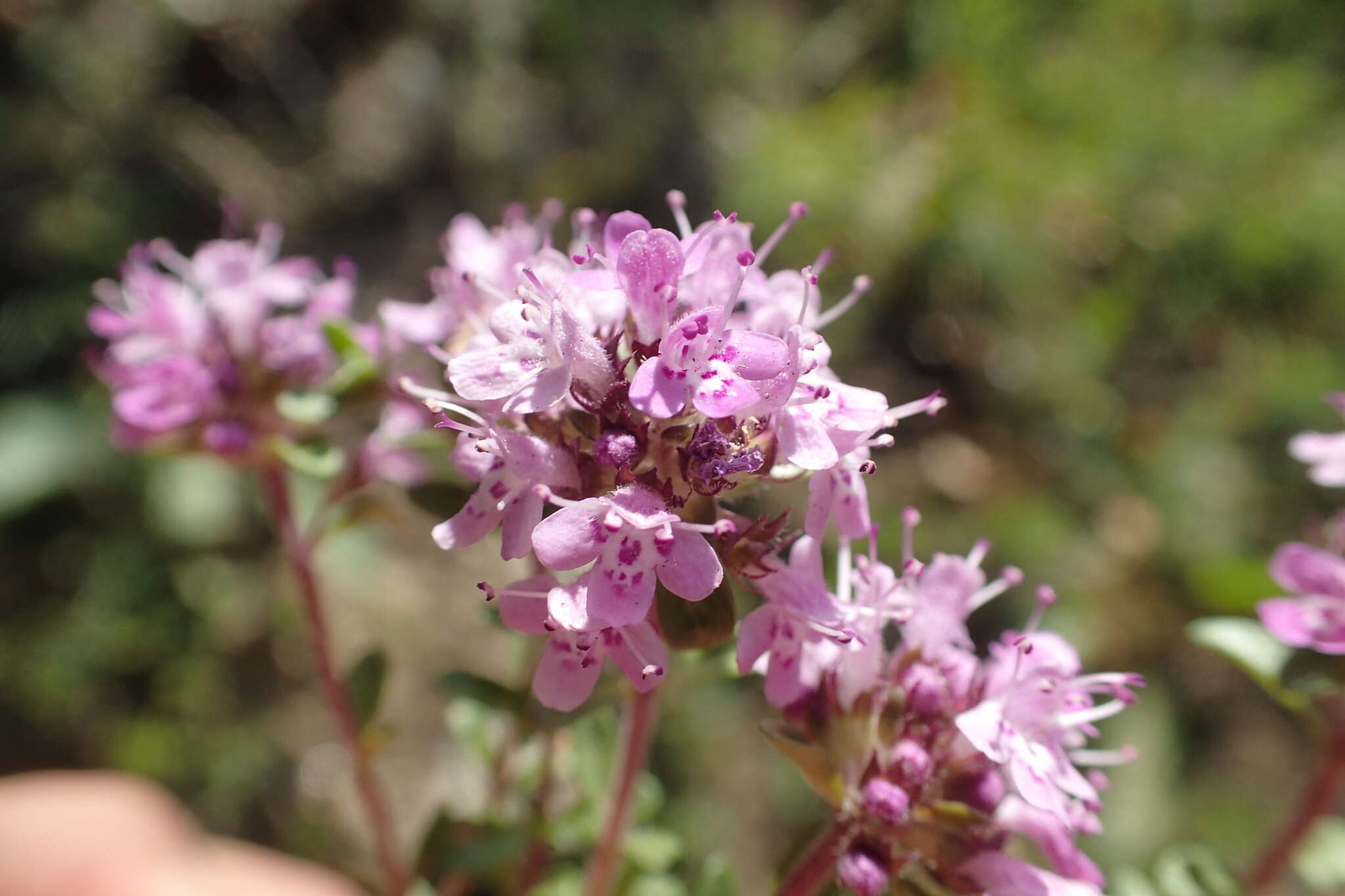 Thymus longicaulis C. Presl resmi