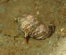 Image of grunt sculpins