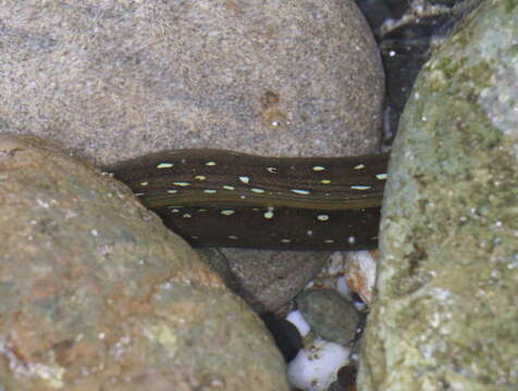 Image of Freckled moray