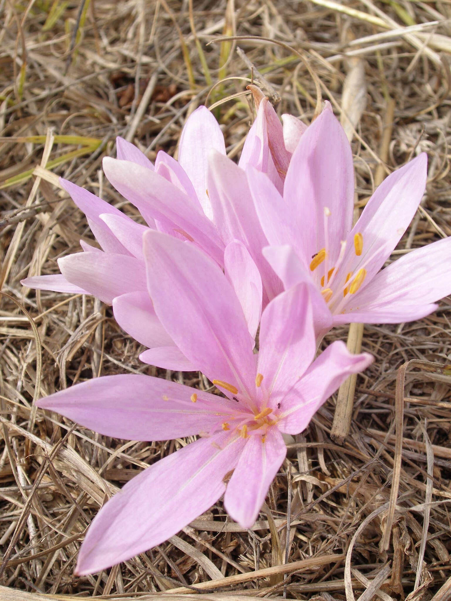 Image of Colchicum haynaldii Heuff.