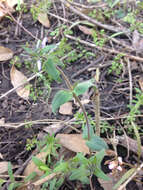 Imagem de Phlox divaricata subsp. laphamii (Alph. Wood) Wherry