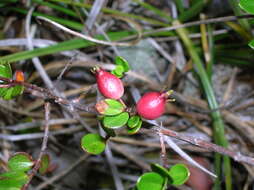 Imagem de Myrteola nummularia (Poir.) O. Berg