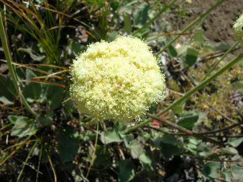 Image of arrowleaf buckwheat