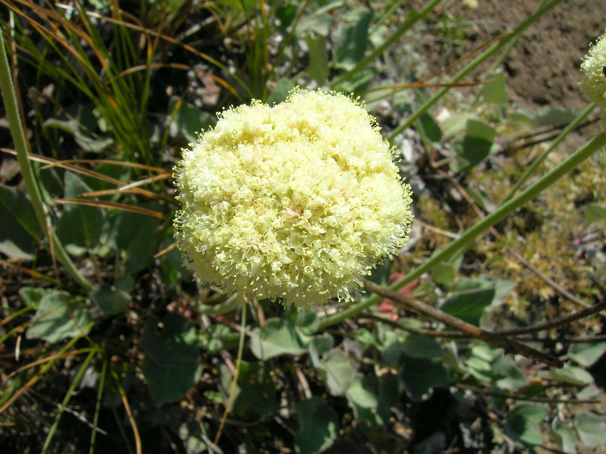 Imagem de Eriogonum compositum Dougl. ex Benth.