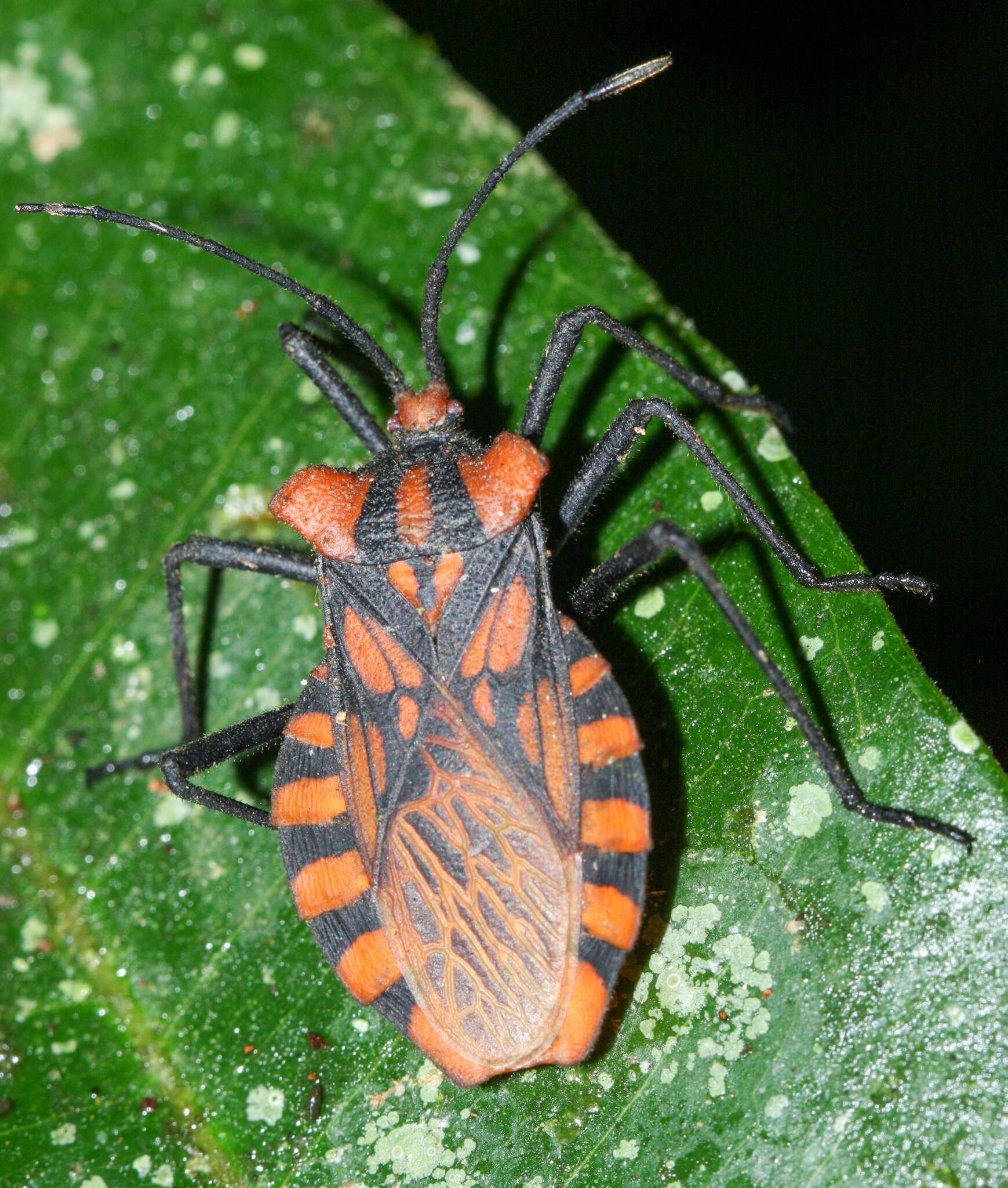 Image of Spartocera pantomima (Distant 1881)