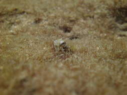 Image of Bluntspine Blenny