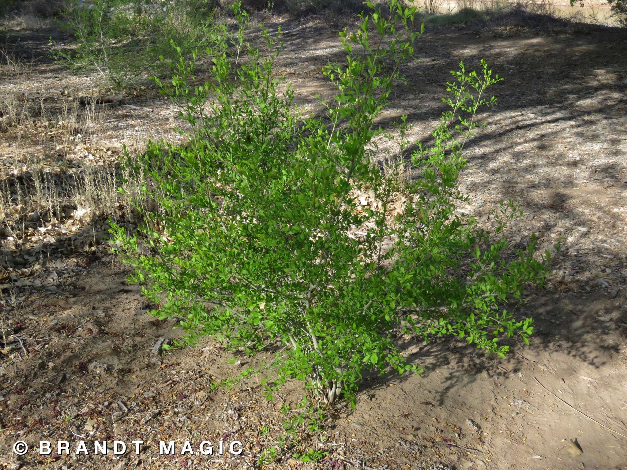 Forestiera pubescens var. pubescens resmi